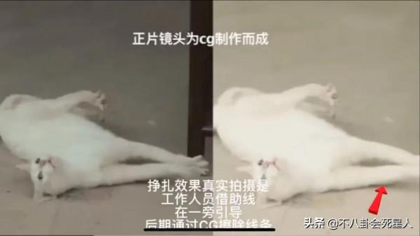 於正新劇虐貓事件進展!群演曝貓真正死因,澄清作假後劇方仍沉默 於正新劇虐貓事件進展!群演曝貓真正死因,澄清作假後劇方仍沉默