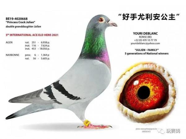 如何從群體上入手來培育信鴿品種？