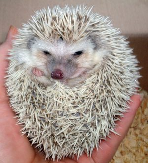 寒流,大雪!被凍哭的南方小動物怎麼活下去? 寒流,大雪!被凍哭的南方小動物怎麼活下去?