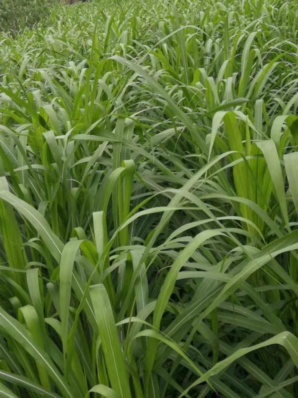 回民的養羊經值得學習