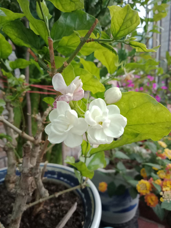 6種植物自帶香氣,家裡種上一盆,簡直就是“活香水” 6種植物自帶香氣,家裡種上一盆,簡直就是“活香水”