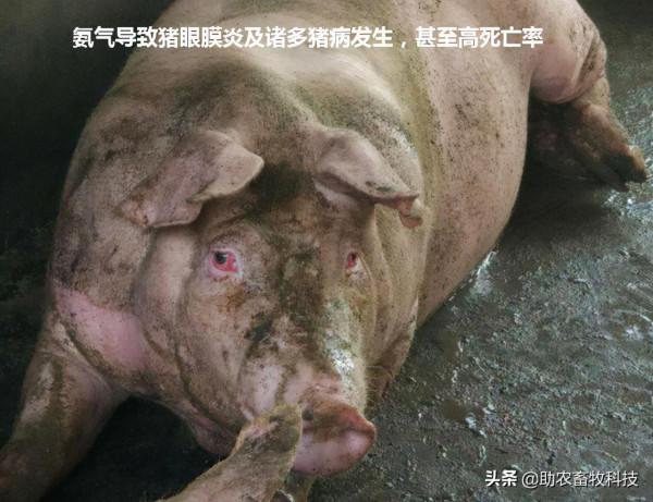 豬場臭味氨氣簡單的解決方案,不投入設施還能夠降本增效 豬場臭味氨氣簡單的解決方案,不投入設施還能夠降本增效