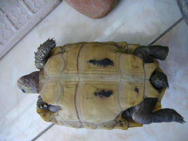 有殼動物那麼多,為什麼說烏龜的外殼最特殊,最折磨科學家? 有殼動物那麼多,為什麼說烏龜的外殼最特殊,最折磨科學家?