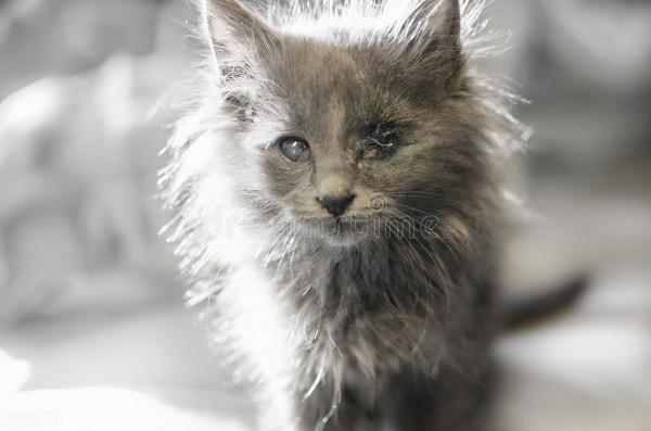 小主人養了只瞎眼貓咪，除了小主人誰靠近貓咪都會被被攻擊