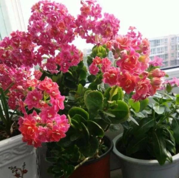 分享一下我養的花