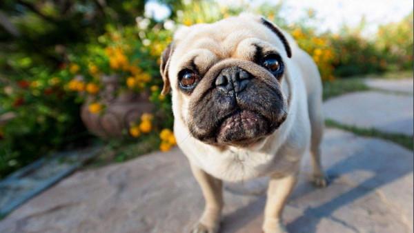 這幾種狗真的“太臭”了，體味重到沒朋友