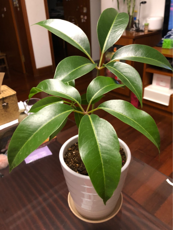 跟風買的“網紅花”，本以為交了智商稅，實際越養越上癮