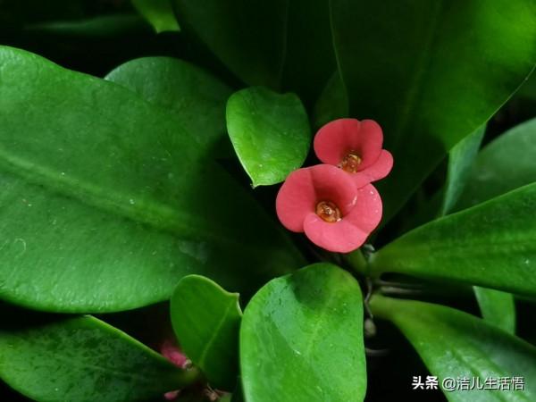 365天開花的“虎刺梅”(mate20 pro手機隨拍) 365天開花的“虎刺梅”(mate20 pro手機隨拍)