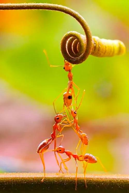 微距 奇妙的螞蟻世界