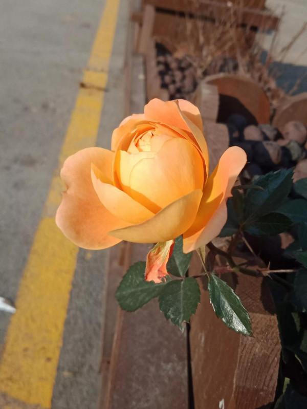 這可以說是真正的輕而易舉了 這可以說是真正的輕而易舉了