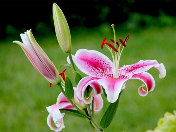 這些花朵很大的植物,美麗大氣,可以選一盆種植在家中 這些花朵很大的植物,美麗大氣,可以選一盆種植在家中