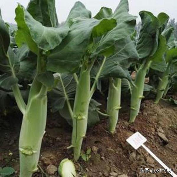芥藍被稱為“抗癌蔬菜”，如何高產栽培？3分鐘學會