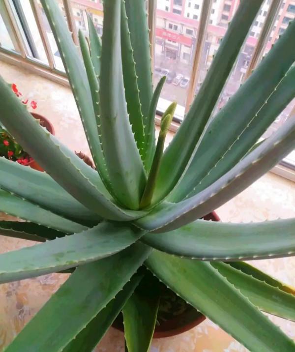 100種常見植物圖鑑,出門識花不再難,適合給小孩子做科普範文 100種常見植物圖鑑,出門識花不再難,適合給小孩子做科普範文