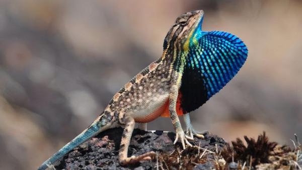 動物也有較為複雜的情感嗎? 動物也有較為複雜的情感嗎?