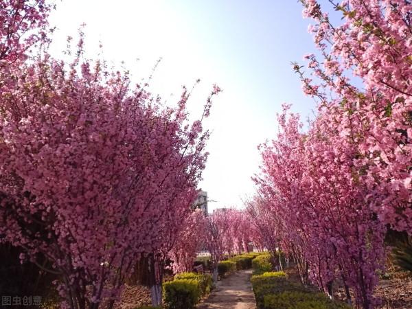 “海棠三姐妹”的繁殖與栽培管理