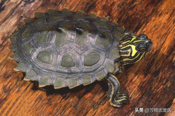 異寵大軍來襲,這些常見的寵物龜龜你都知道嗎? 異寵大軍來襲,這些常見的寵物龜龜你都知道嗎?