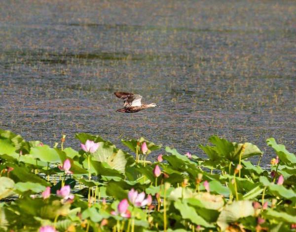 斑嘴鴨：中國家鴨祖先之一