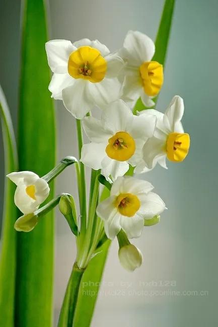 卻許梨渦落海棠 卻許梨渦落海棠