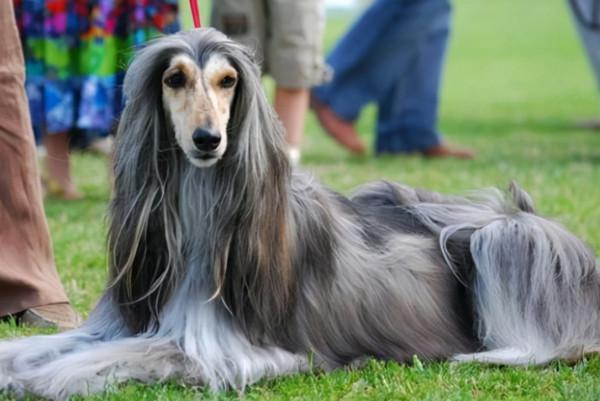 阿富汗獵犬很少人養,是不喜歡嗎?還是另有其因? 阿富汗獵犬很少人養,是不喜歡嗎?還是另有其因?