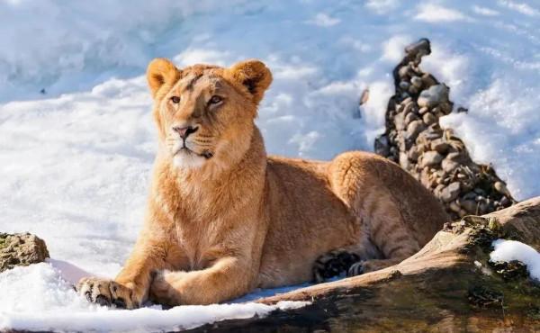 四川歷史上曾獅虎成群