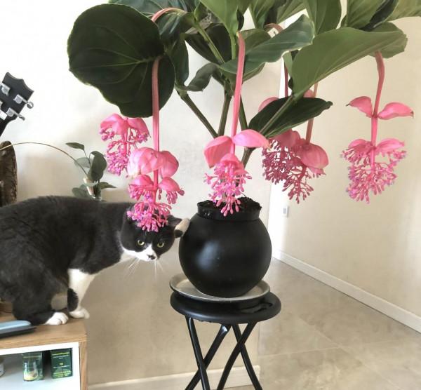 5種流行“網紅花”，謹慎入手，買著“真貴”，養起來太難