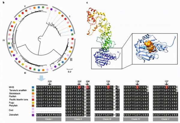 “不是心態好就能承受壓力的”，深海魚如是說