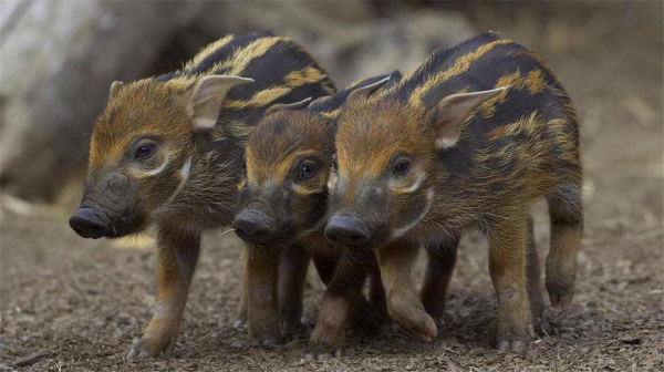 非洲上演“人豬大戰”，紅河豬氾濫成災，中國吃貨：能引進嗎