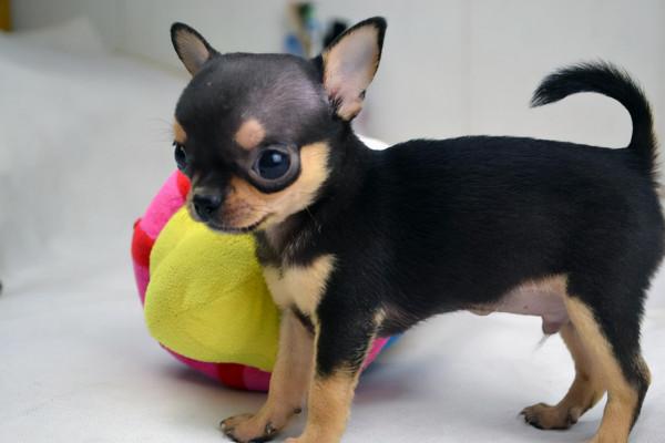 狗狗品種介紹大全！我們應該怎麼挑選適合自己的狗狗？