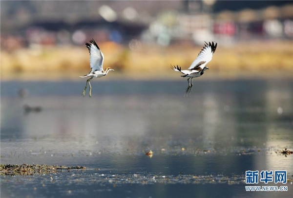 騰衝北海溼地迎來最佳觀鳥季 這些鳥你認識嗎？