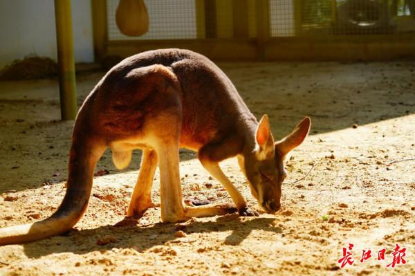 乍暖還寒時，來看熱帶動物如何過冬