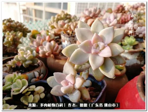 廣東的多肉陽臺:生命不息,折騰不止 廣東的多肉陽臺:生命不息,折騰不止