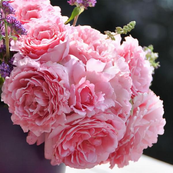 月季歡迎，花色靚麗，生機勃勃，主要刺少，不扎手