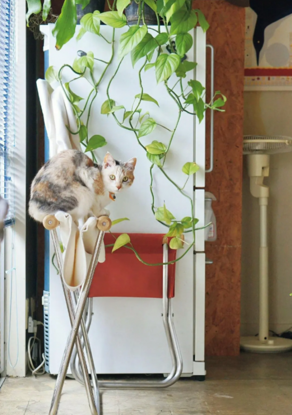 講究不將就,才是真漂亮 講究不將就,才是真漂亮