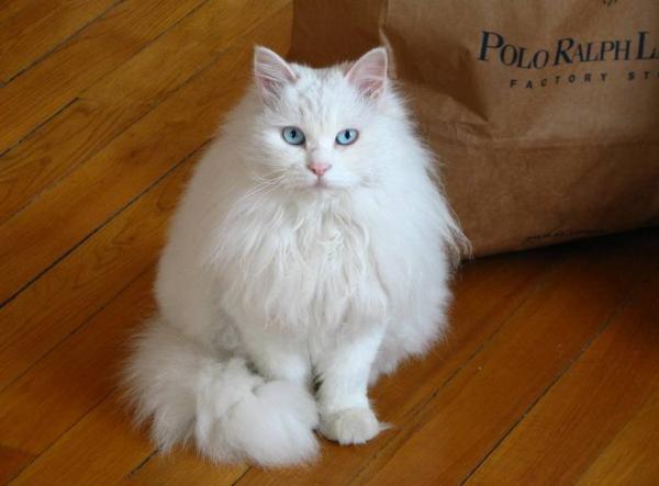 本土貓種獅子貓,一直被稱為“布偶平替”,現在數量遠比布偶稀少 本土貓種獅子貓,一直被稱為“布偶平替”,現在數量遠比布偶稀少