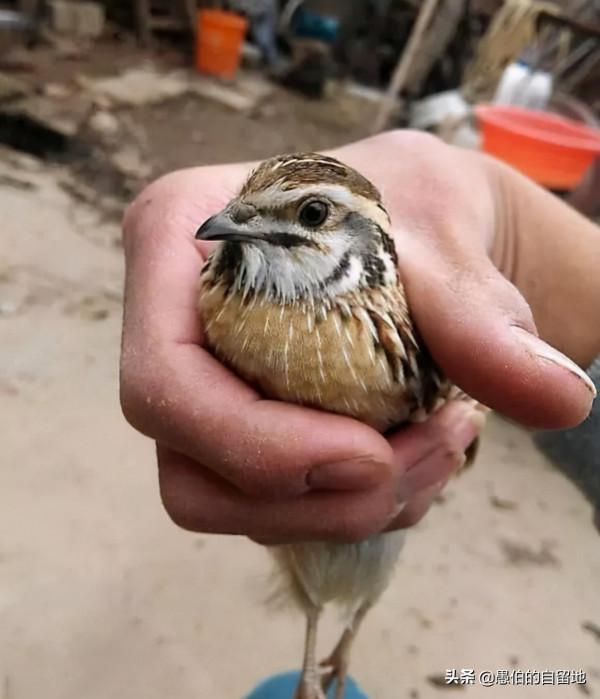 徐州鄉村往事：爺爺、我和鵪鶉