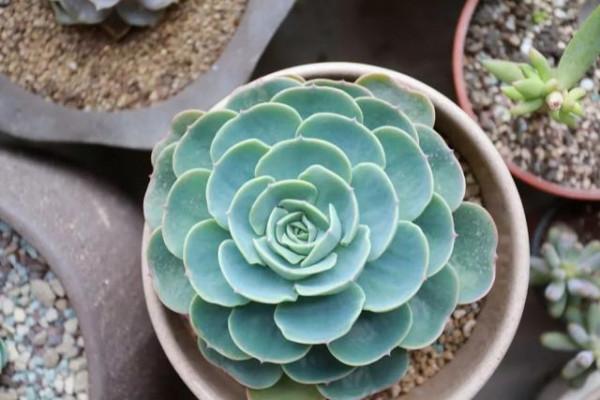 冬天養“多肉”，4件事是“關鍵”，做對了，肥嘟嘟顏色豔麗