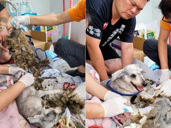 原來是漂亮雪納瑞，2坨“屎味抹布狗”花5小時剃毛重生，感動網友