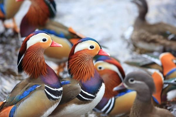 大自然之美——鴛鴦鳥