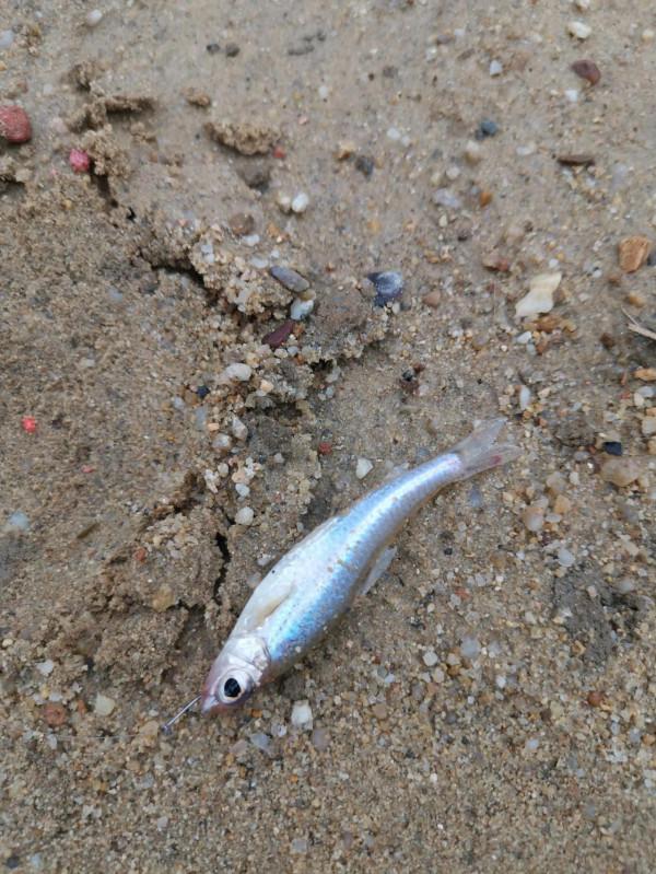 野釣，為什麼很多人喜歡釣大魚，卻很少人能釣到呢？