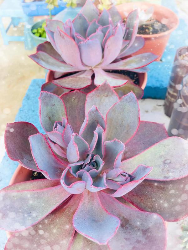 空中花園成就了我的夢想