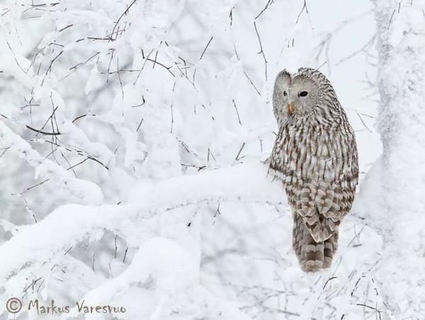 雪中的鳥兒，好漂亮