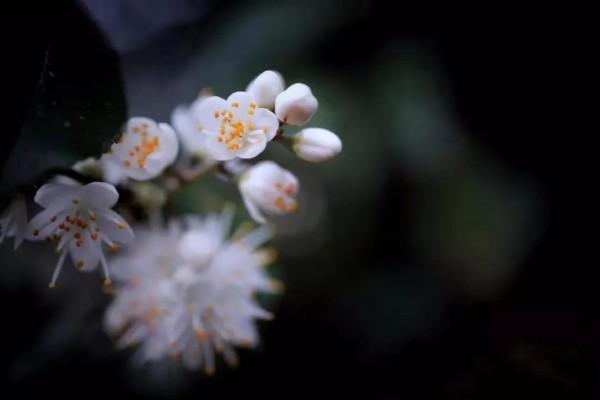 大寒花信 &vert; 寒盡春自來，年味逐日濃