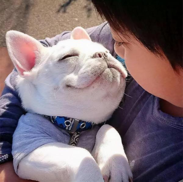 這幾種狗真的不值得買,越養越心累 這幾種狗真的不值得買,越養越心累