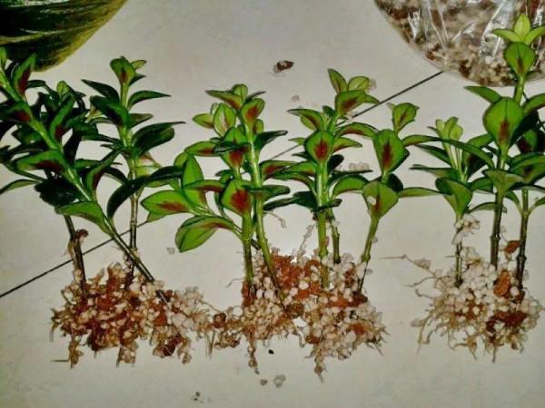 9種&OpenCurlyDoubleQuote;貴氣花&rdquo;，立春後&OpenCurlyDoubleQuote;快扦插&rdquo;，生根快，比夏天還&OpenCurlyDoubleQuote;好活&rdquo;