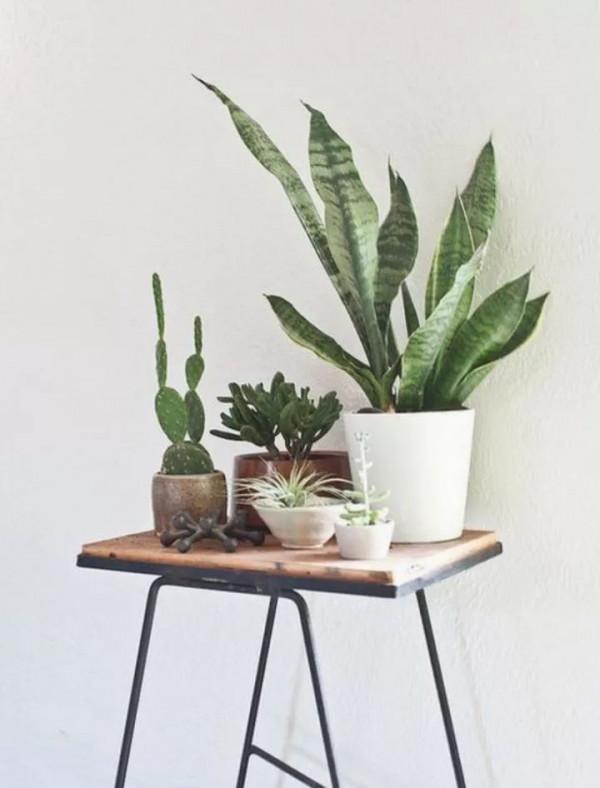 盤點10種常見的高格調家居綠植