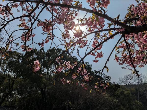 黿頭渚櫻花先睹為快