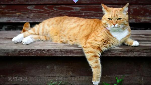 人生修行,從養一隻貓開始吧 人生修行,從養一隻貓開始吧