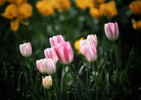 情侶園的鬱金香