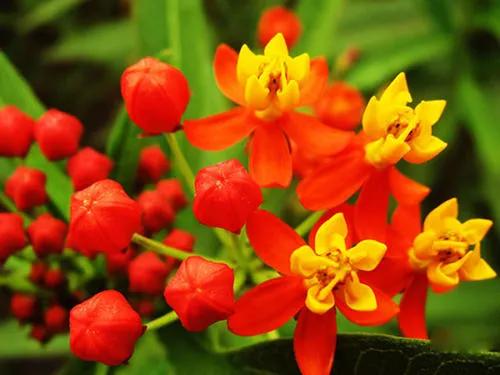 馬利筋&mdash;&mdash;花開有時（15）