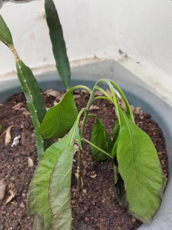 天台上扦插的幾棵南非葉活了